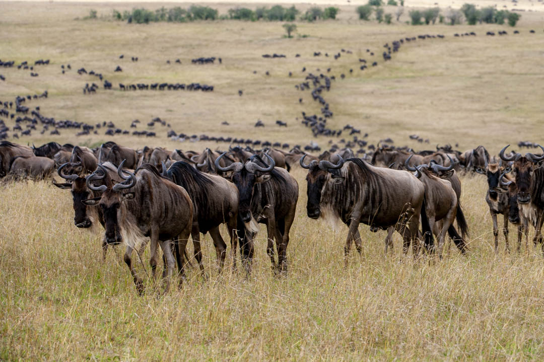 Maasai Mara — Evening light